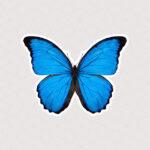 استیکر پروانه با بال های باز